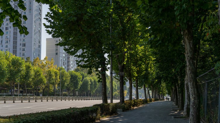 Trees are climate infrastructure, not just city dressing.