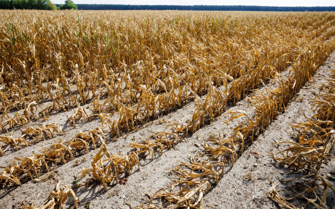 The perfect storm gathering over global food security
