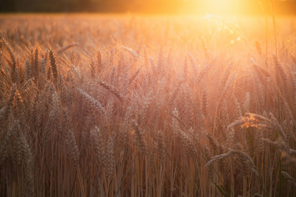 When the seasons shift: How climate change is rewriting crop cycles
