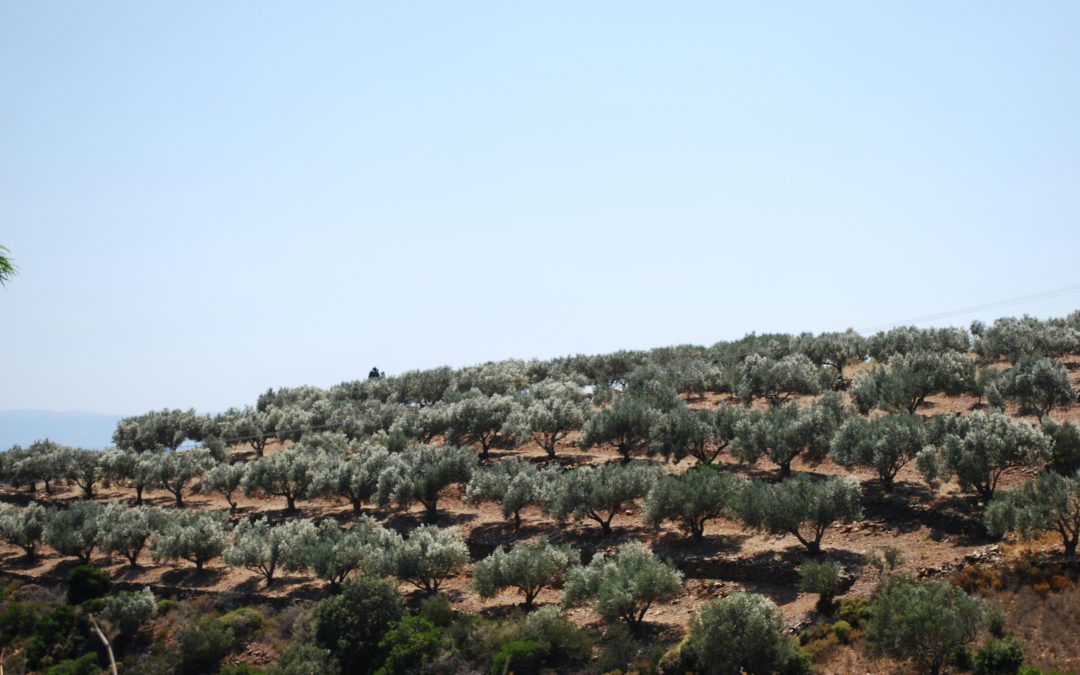 When the seasons shift : adapting to a moving crop calendar